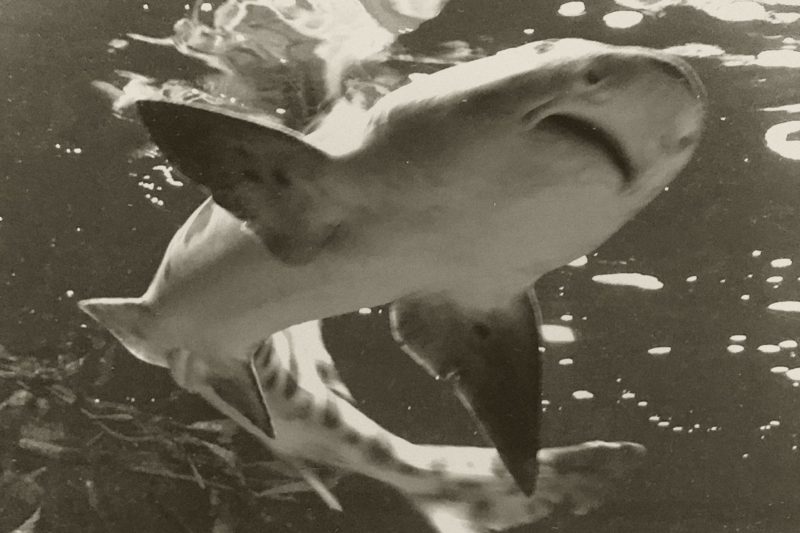 Zwart-witfoto van een haai in zee, van onderaf gefotografeerd