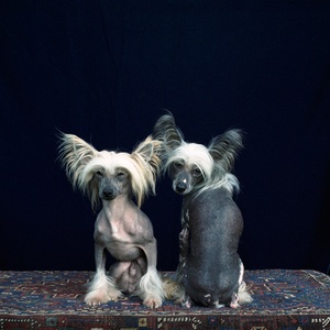 Foto van twee honden tegen een zwarte achtergrond, beide honden kijken de camera in